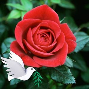 Meet your Posher, Ana rosa